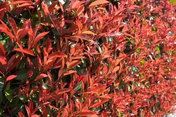 Quand et comment tailler le Photinia ?