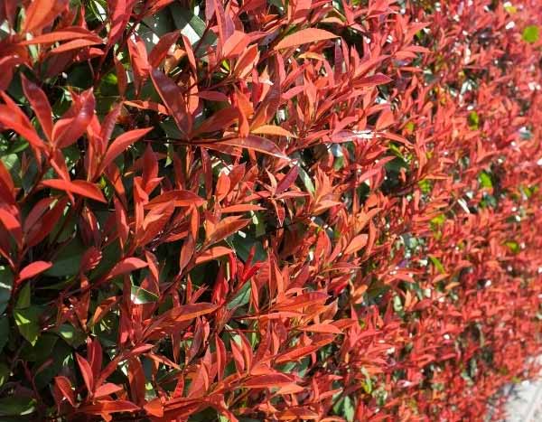 Quand et comment tailler le Photinia ?