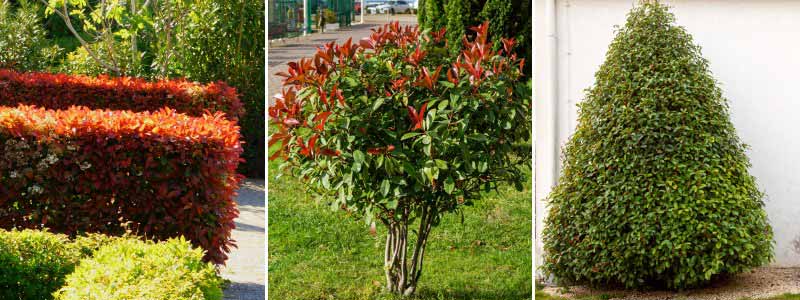 Photinia : comment le tailler
