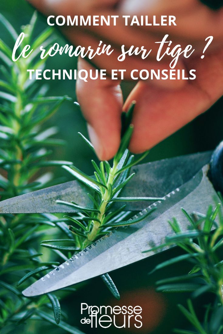 taille romarin technique et conseils