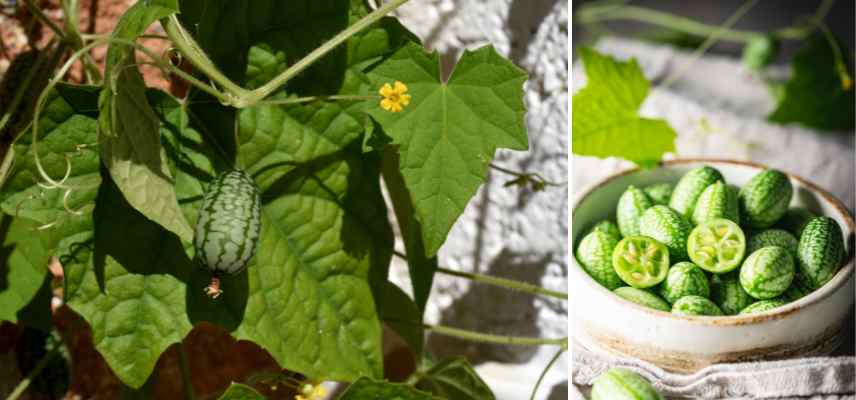 potager de curiosités, potager légumes fruits originaux