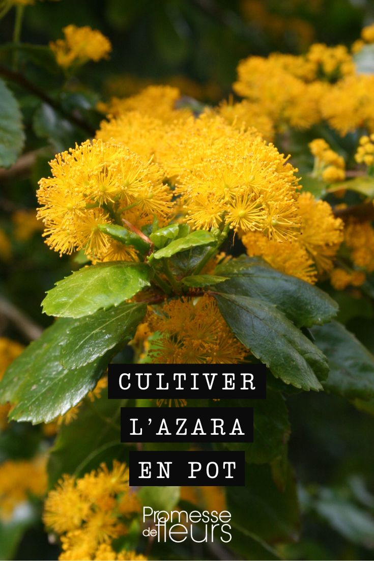 nos conseils pour cultiver l'azara en pot