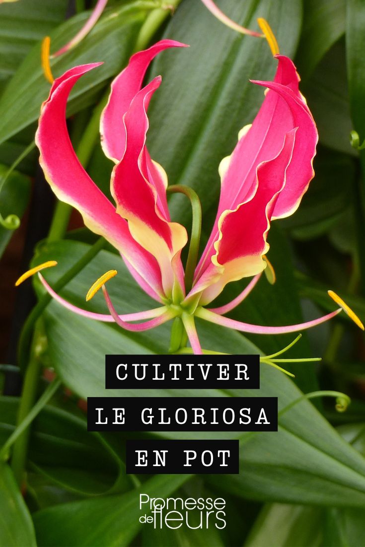 Gloriosa