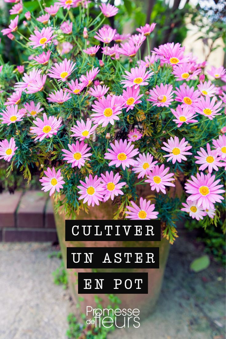 Aster cordifolius