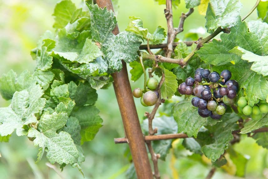 vigne sans raisin