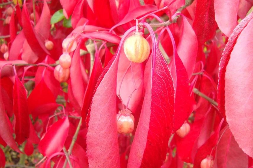 euonymus