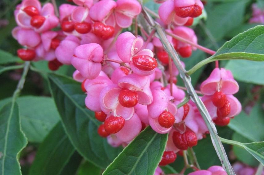 euonymus