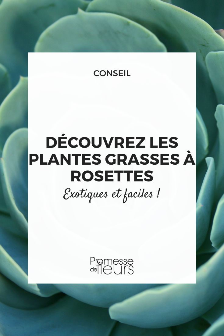 Exotiques et faciles : découvrez les plantes grasses à rosettes