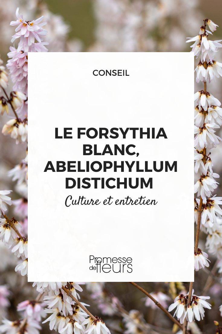 Forsythia blanc : culture et entretien