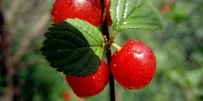 Fruitiers colonnaires pour petits jardins : cerisier 'Sylvia'