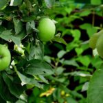 7 fruitiers colonnaires pour petits jardins