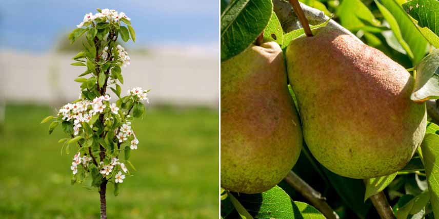 Fruitiers colonnaires pour petits jardins : poirier 'Londres'