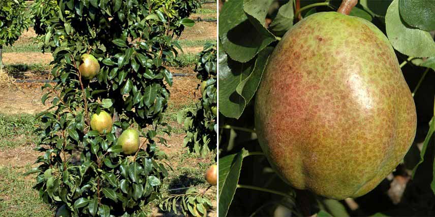 Fruitiers colonnaires pour petits jardins : poirier 'Obelus'