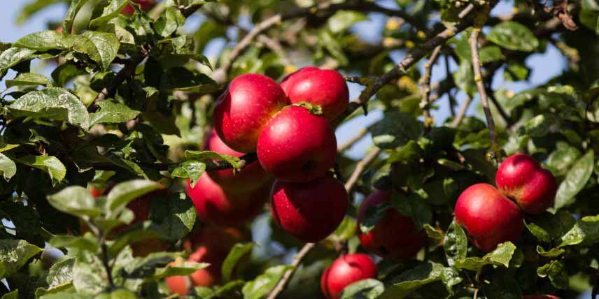 Fruitiers colonnaires pour petits jardins : pommier 'Red Sensation'