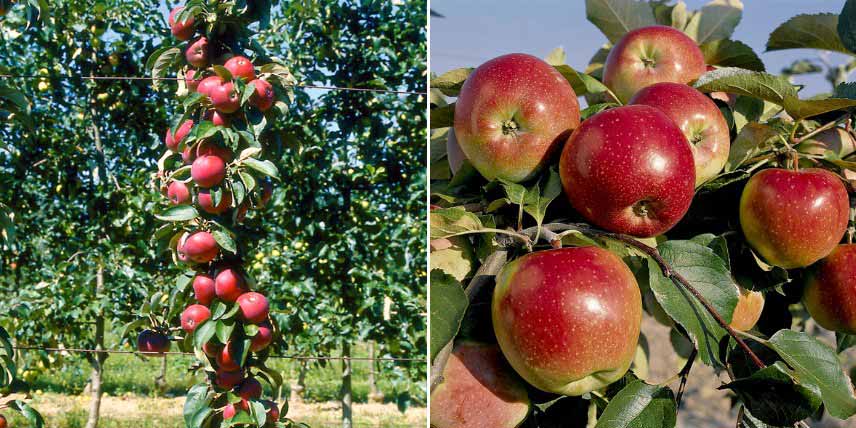 Fruitiers colonnaires pour petits jardins : pommier 'Villandry'