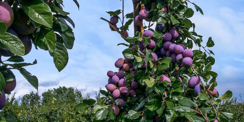 Fruitiers colonnaires pour petits jardins : Prunier 'Quetsche Toronto'