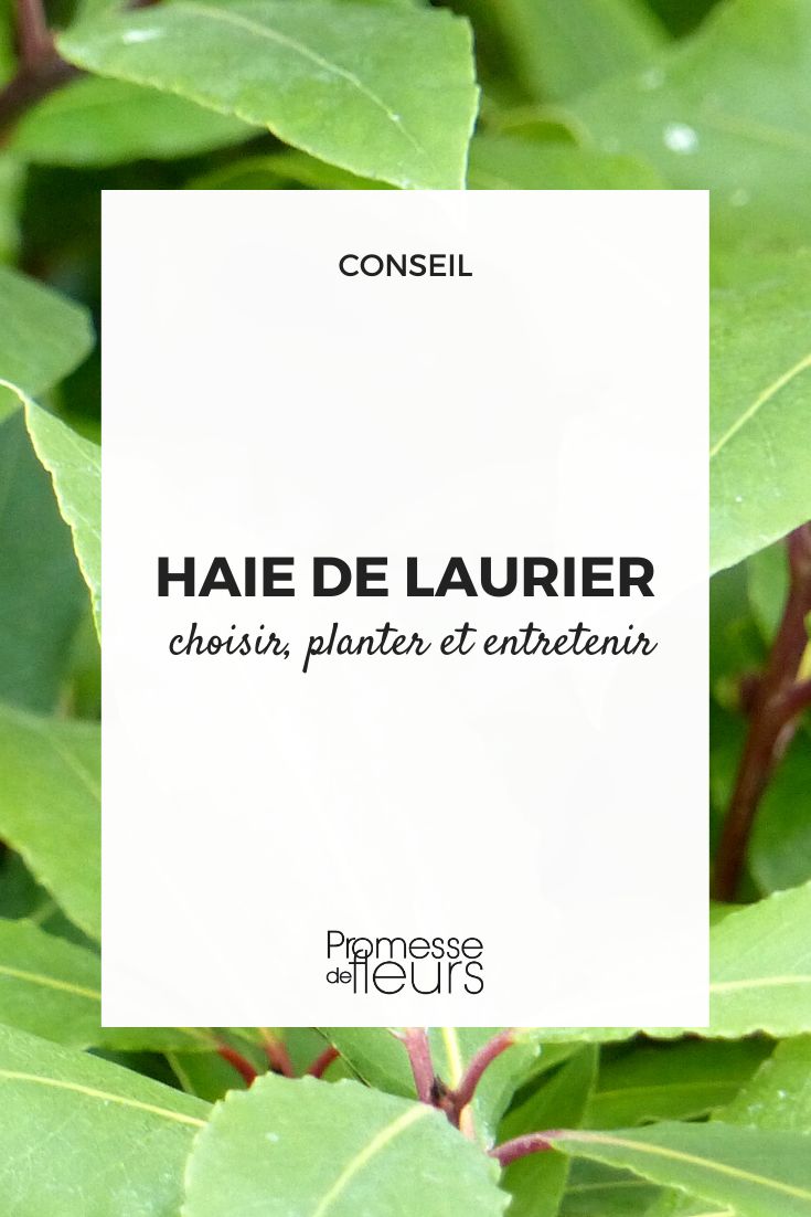 Laurier cerise : plantation, taille et conseils d'entretien