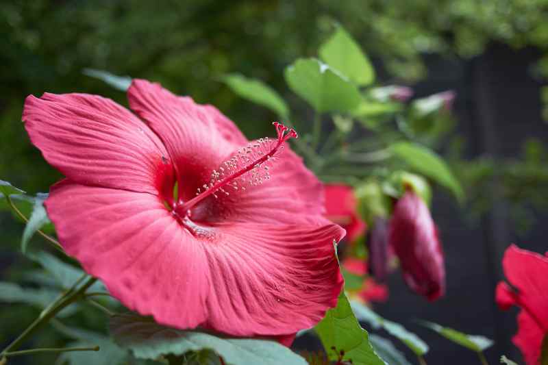 Hibiscus bio – Le pouvoir des fleurs exotiques pour votre peau I