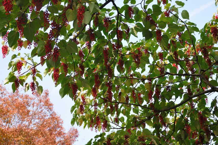 arbres fruits décoratifs 