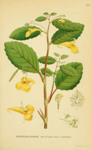 Ausdauernde Impatiens, Impatiens tinctoria, Pflanzung, Pflege und Kultur von ausdauernden Impatiens
