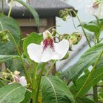 Impatiens vivace : plantation et entretien