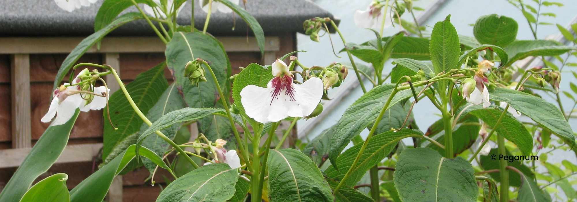 Impatiens vivace : plantation et entretien