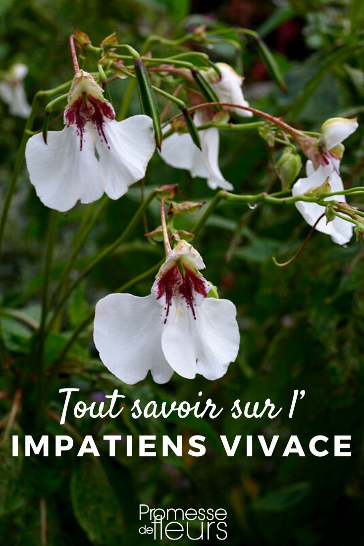 Impatiens tinctoria ©Scott Zona Flickr