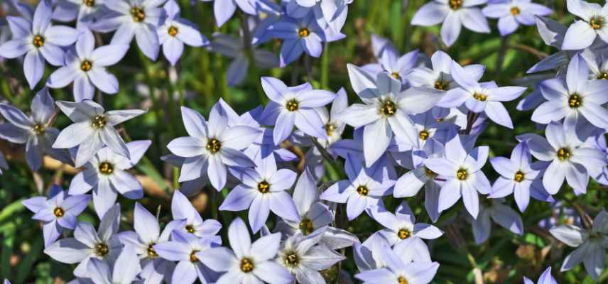 Ipheion plantation conseils, Ipheion planter pleine terre ou pot, etoile des neiges plantation