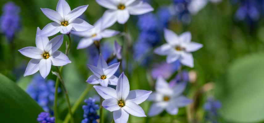 Ipheion plantation conseils, Ipheion planter pleine terre ou pot, etoile des neiges plantation