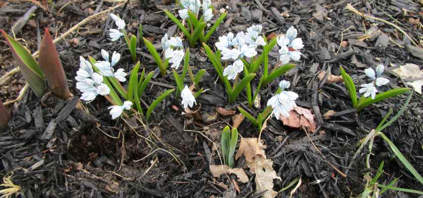 Ipheion plantation conseils, Ipheion planter pleine terre ou pot, etoile des neiges plantation