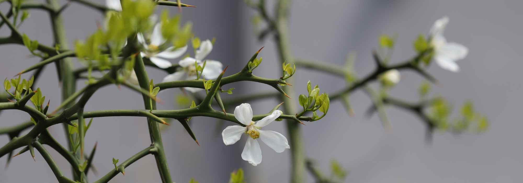 Plantes graphiques et piquantes : une touche d'originalité pour votre jardin