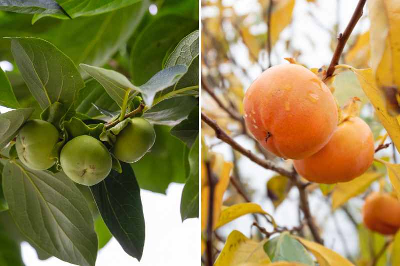 conservação da colheita de frutos de caqui, colheita e conserva de caqui, caqui na culinária