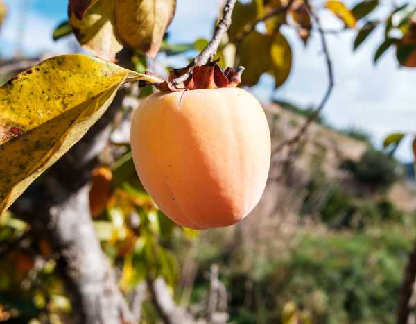 Kaki ou Plaqueminier : plantation, taille et entretien - Conseils