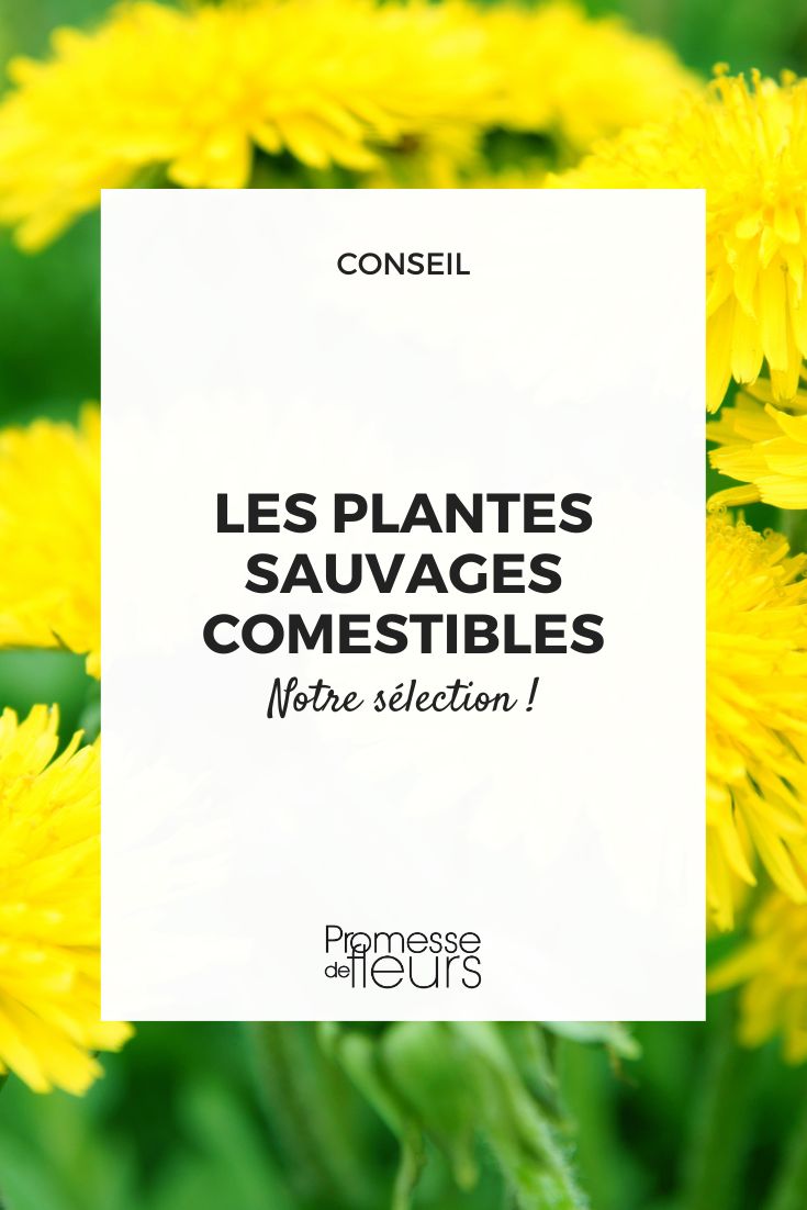 Les fleurs sauvages comestibles au goût extra