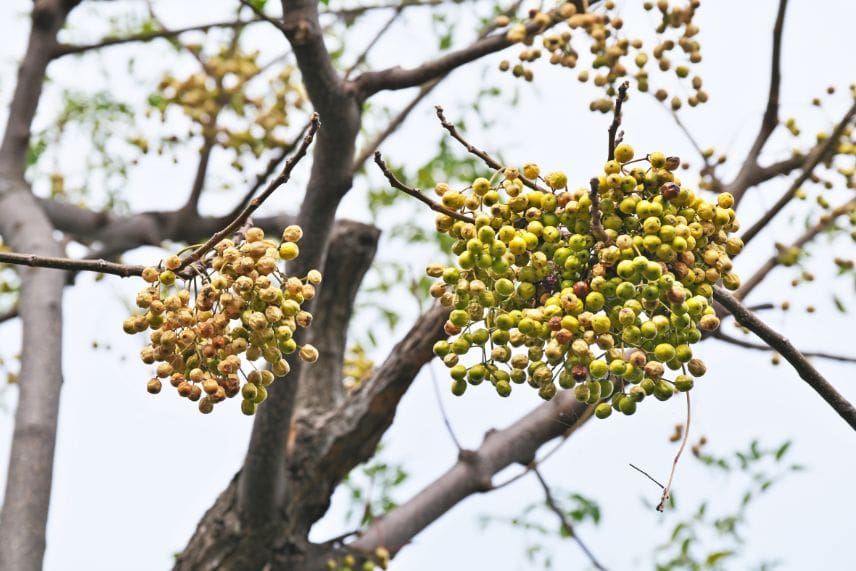 arbres fruits décoratifs