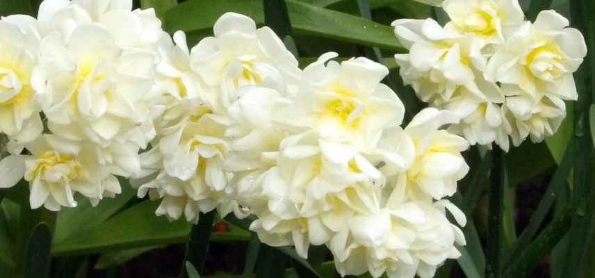 Narcisses a fleurs blanches, narcisses blancs