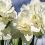 5 variétés de narcisses à fleurs blanches