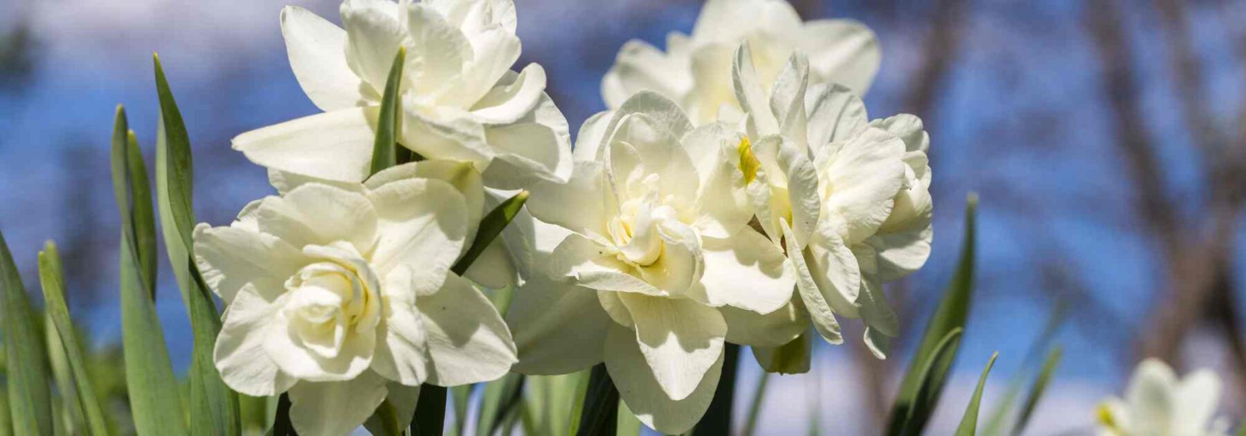 5 variétés de narcisses à fleurs blanches
