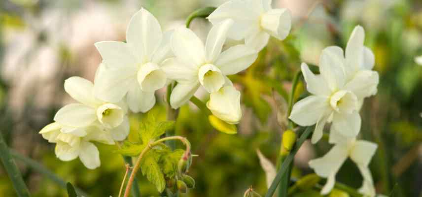 Narcisses a fleurs blanches, narcisses blancs