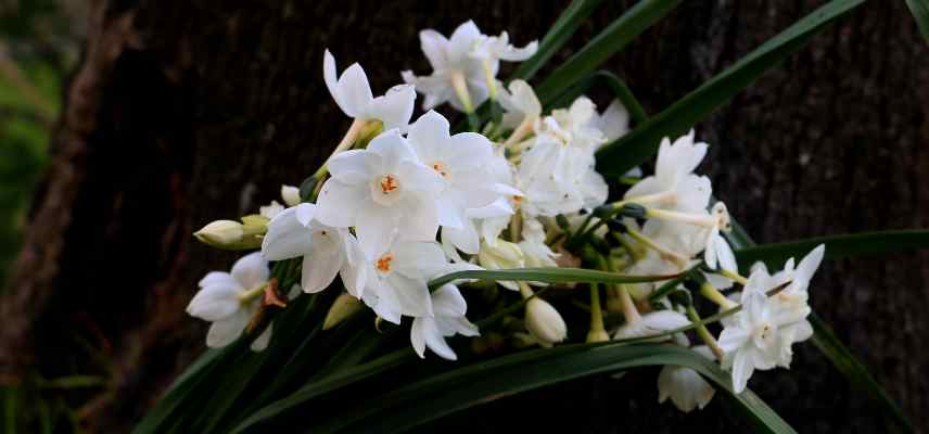 Narcisses a fleurs blanches, narcisses blancs