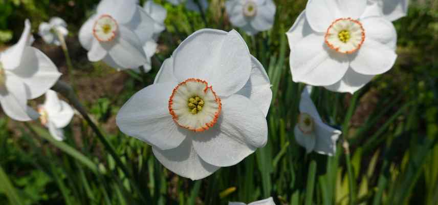 Narcisses a fleurs blanches, narcisses blancs