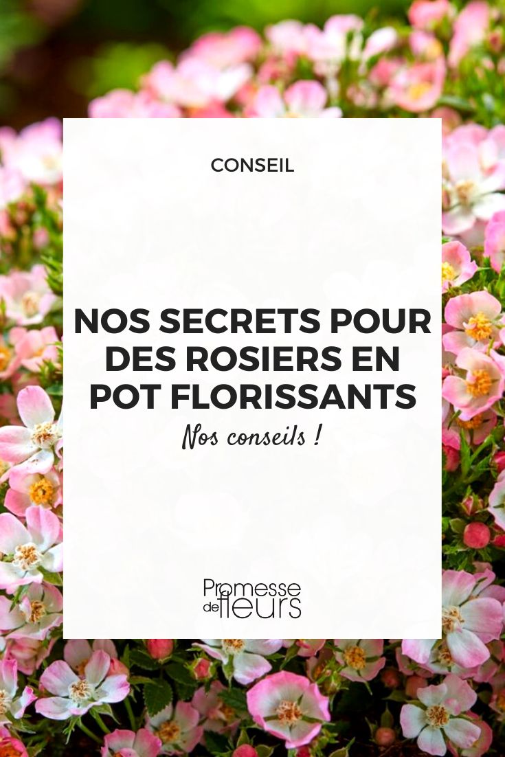 7 types de plantes succulentes et les astuces secrètes pour les faire  pousser à la maison