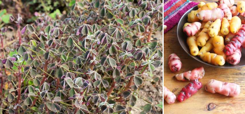 potager de curiosités, potager légumes fruits originaux