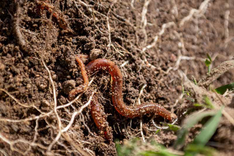 Impact des pesticides sur les vers de terre