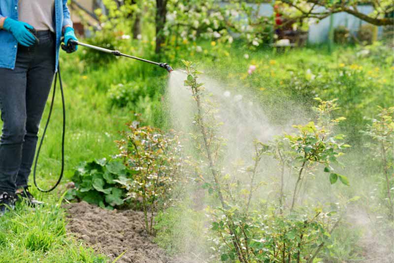 Pulvérisation de pesticides au jardin