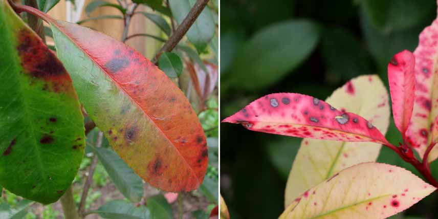 Les maladies du Photinia : Entomosporiose