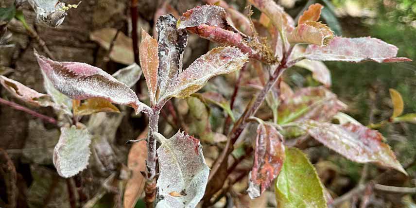 Les maladies du Photinia : Oïdium