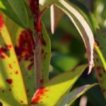 Maladies et parasites du Photinia