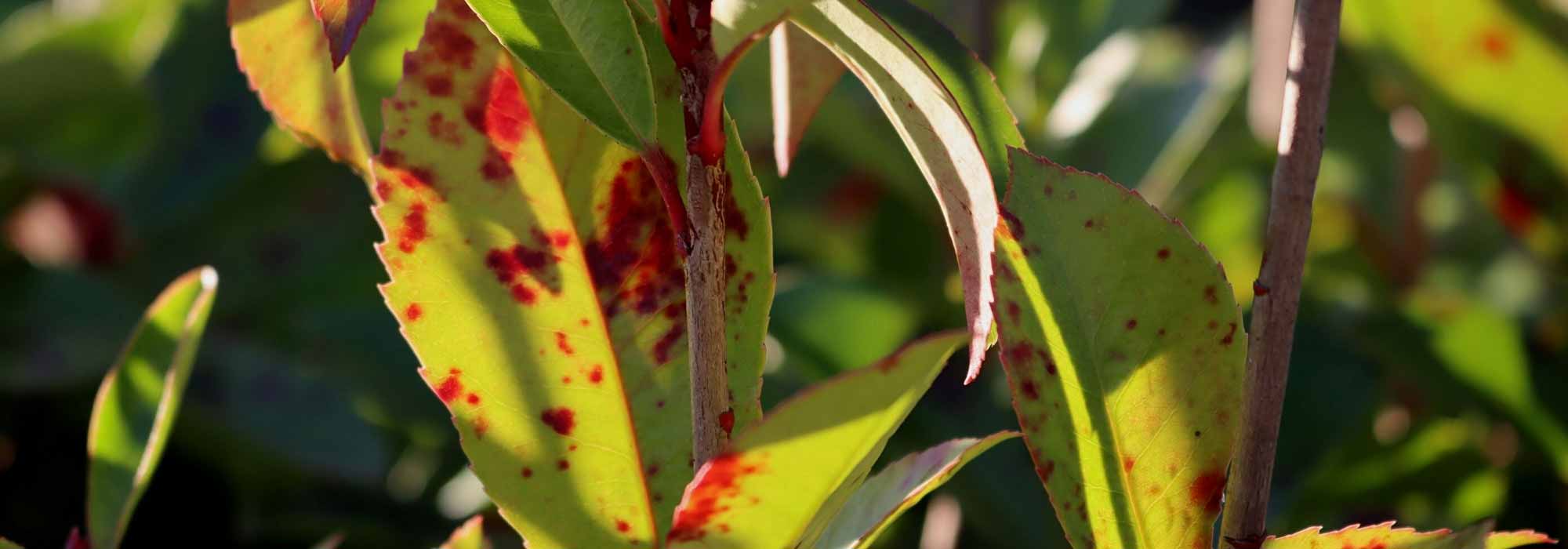 Maladies et parasites du Photinia