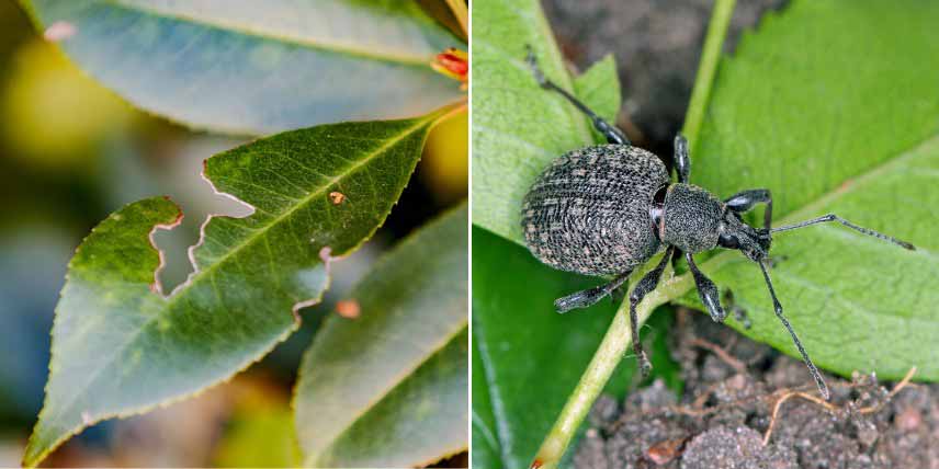 Les parasites du Photinia : Otiorhynques